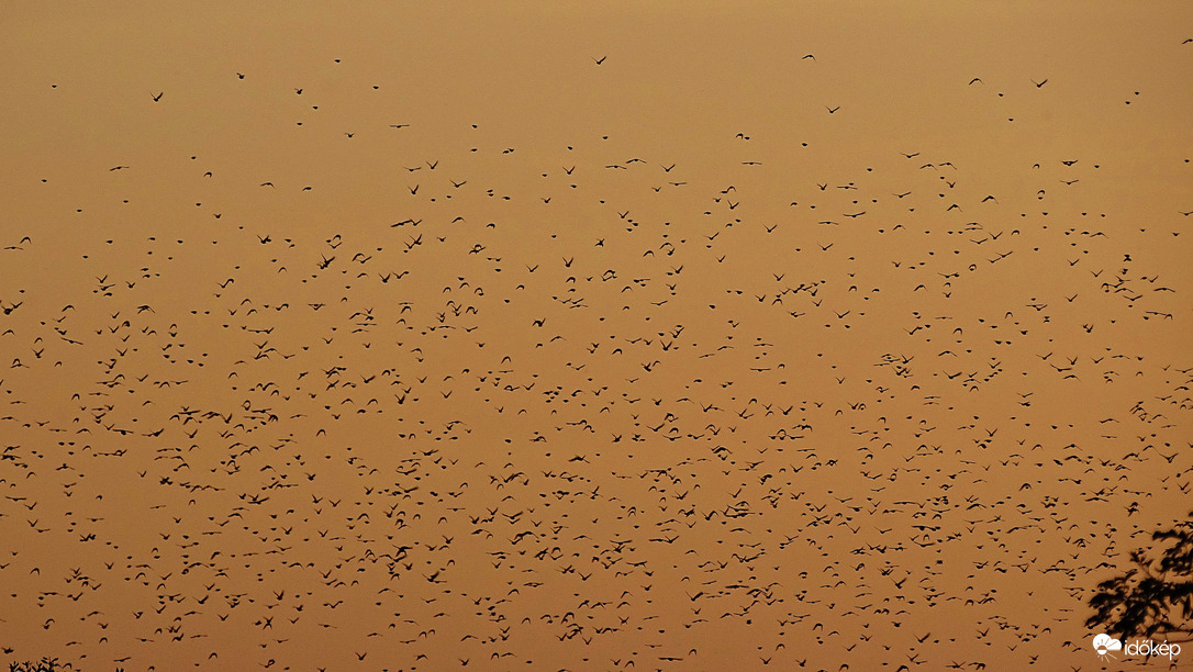 Seregély sereg alkonyatkor