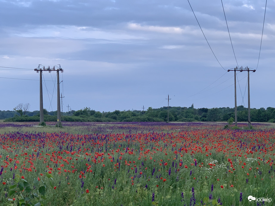 Észlelési fényképek