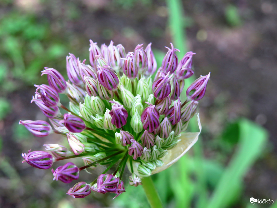 Allium magic