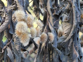 Enyészet havában vagyunk.