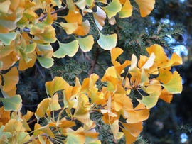 Gingko biloba, az ős Öreg őszbe borulva