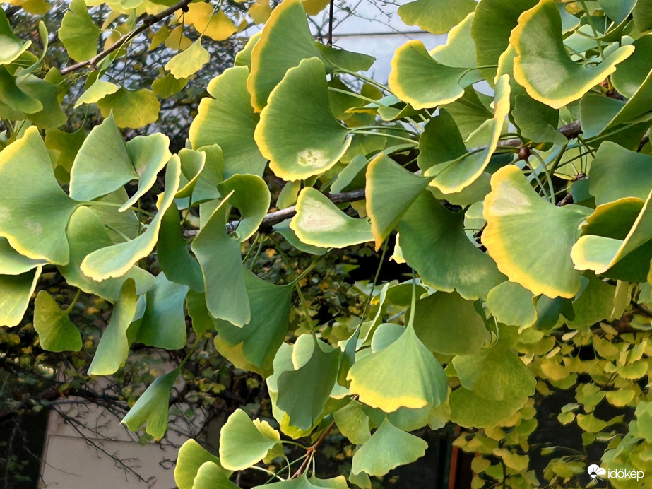 Készült 2025.10.31 reggel