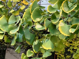 Készült 2025.10.31 reggel