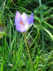 Őszi sáfrány (crocus), NEM kikerics, csak 3 porzója van!