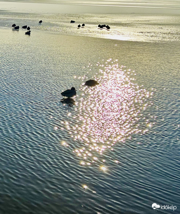 Ebédidő a gyöngyöző tavon
