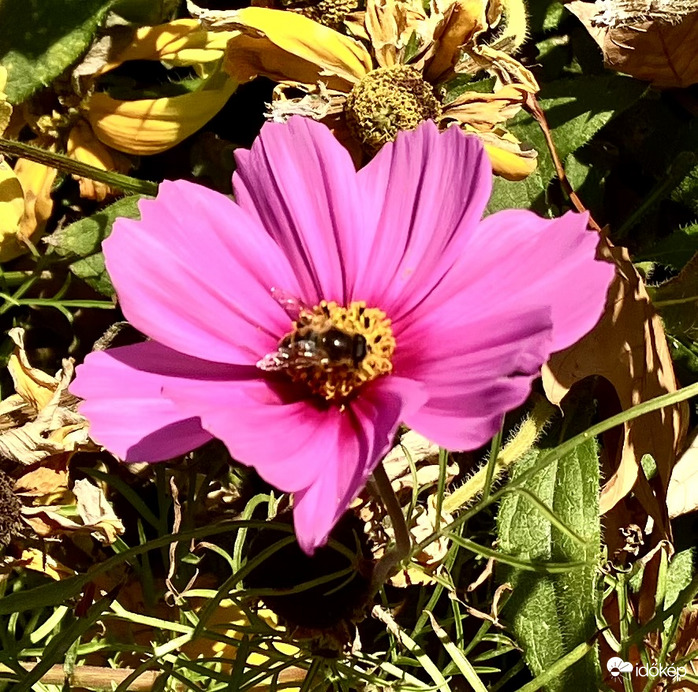 Pink az őszi sárgulásban