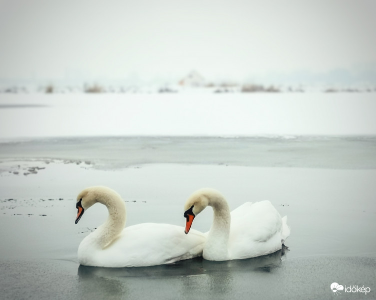 Hattyú pár. 