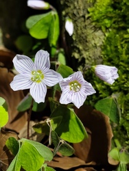 munkacsi_gyongyi fotója