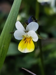 munkacsi_gyongyi fotója