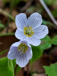 munkacsi_gyongyi fotója