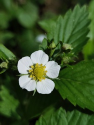 munkacsi_gyongyi fotója