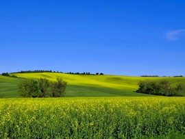 munkacsi_gyongyi fotója