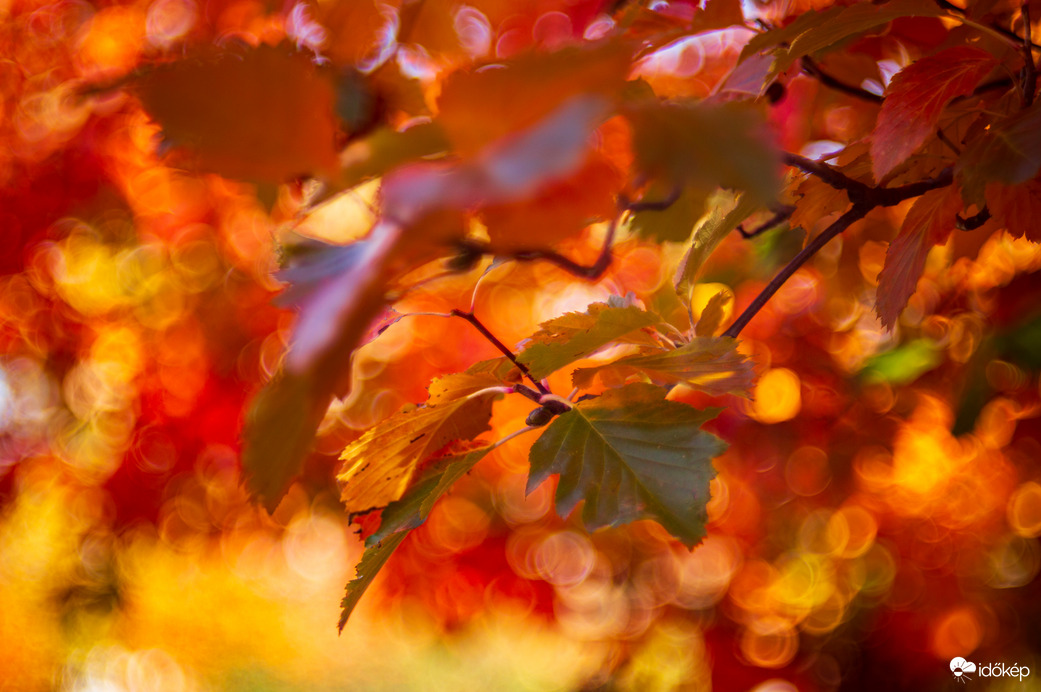 Az ősz színei 5