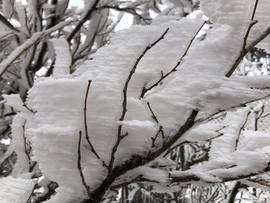 2023.01.26_Gyönyörű zúzmara képződés a Kőszegi-hegyen 650 méter felett. Szélcsend, -3 C fok, 20 cm hó.