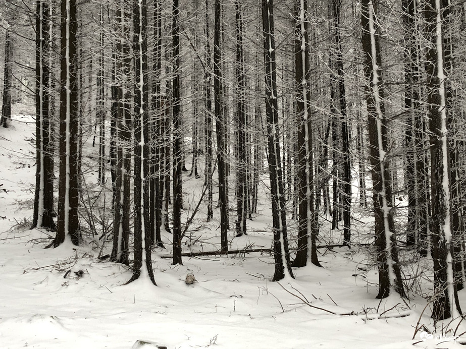 2023.01.26_Gyönyörű zúzmara képződés a Kőszegi-hegyen 650 méter felett. Szélcsend, -3 C fok, 20 cm hó.