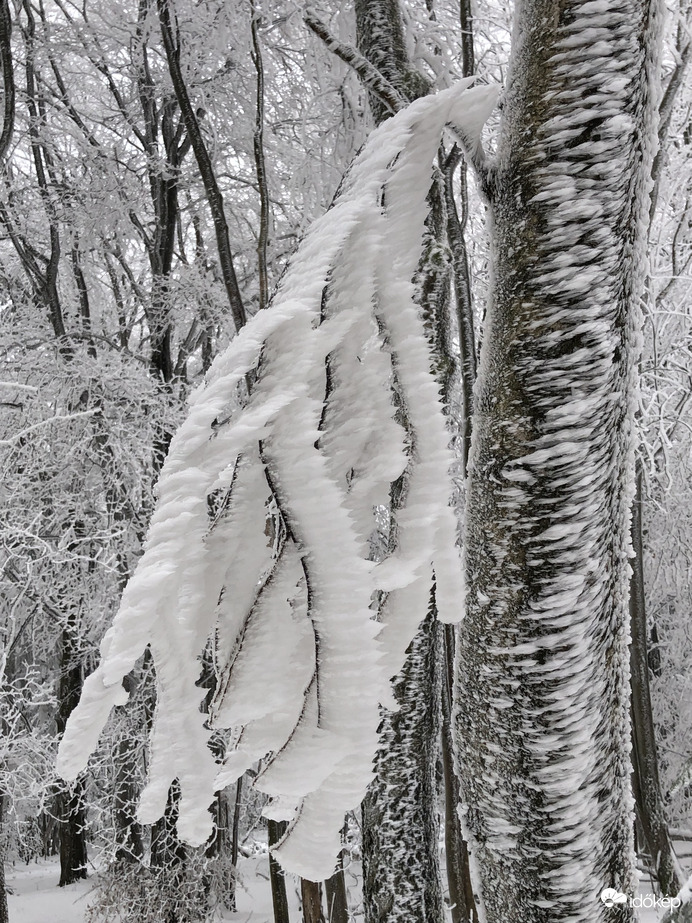 2023.01.26_Gyönyörű zúzmara képződés a Kőszegi-hegyen 650 méter felett. Szélcsend, -3 C fok, 20 cm hó.