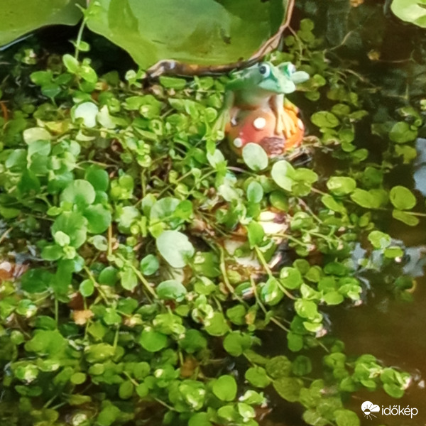 Felfedeztem séta közben :)