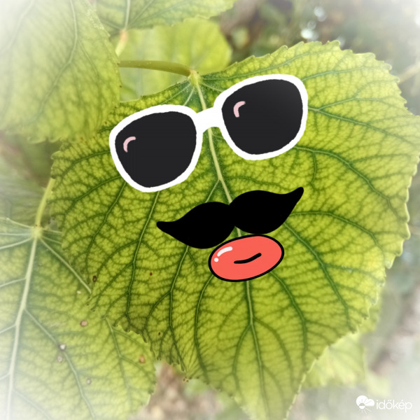 Ráncok
