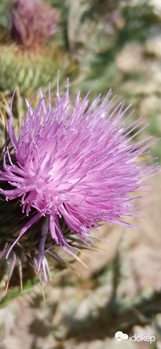 Balatonakarattya 2022. 06. 12.