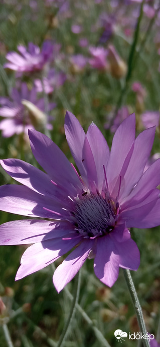 Balatonakarattya 2022. 06. 12.