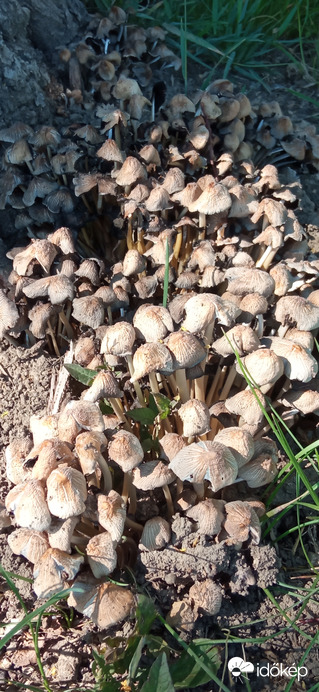 Balatonakarattya 2022. 06. 12.