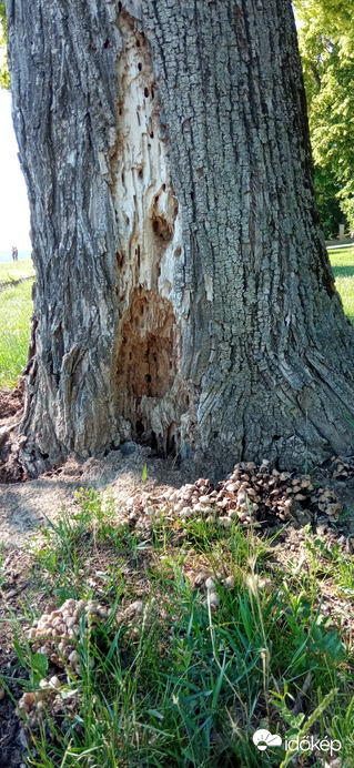 Balatonakarattya 2022. 06. 12.