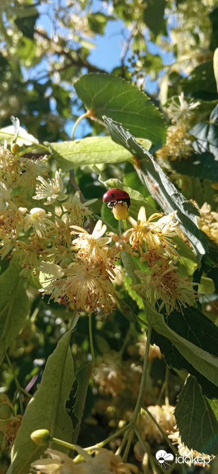Balatonakarattya 2022. 06. 12.
