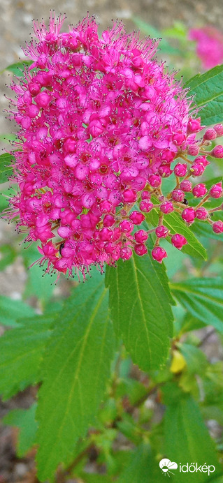 Balatonakarattya 2022. 06. 12.