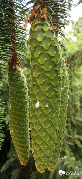 Óbudán ☺️❤️