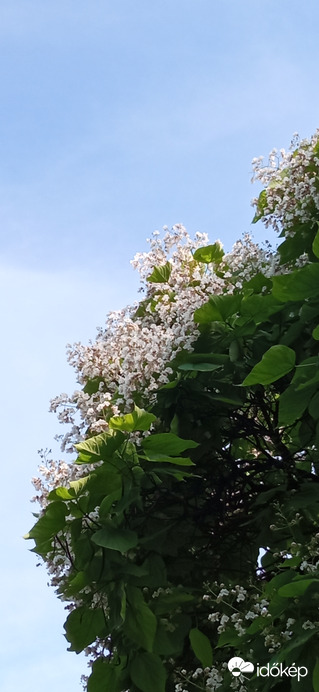 ☺️ gyönyörűen virágzik a "szivarfa"