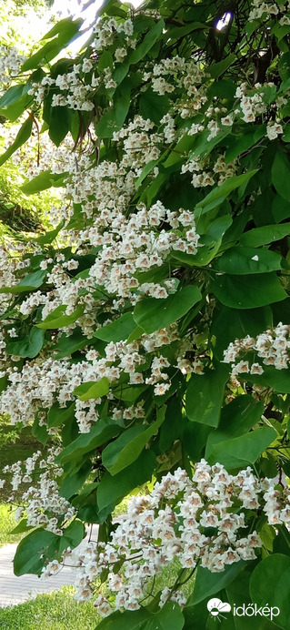 ☺️ gyönyörűen virágzik a "szivarfa"