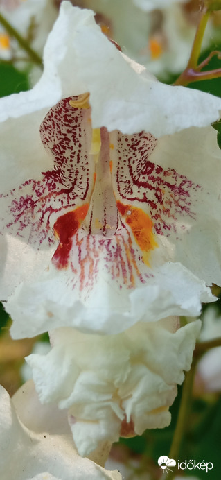 ☺️ gyönyörűen virágzik a "szivarfa"