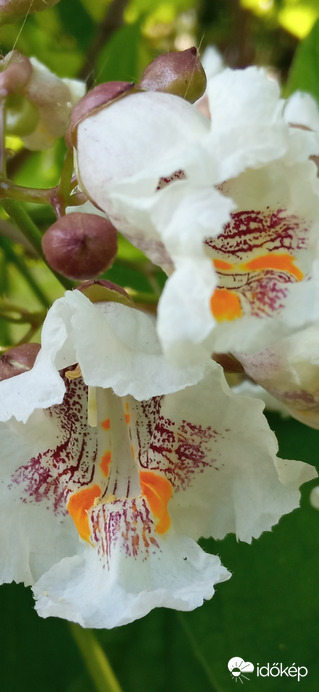 ☺️ gyönyörűen virágzik a "szivarfa"