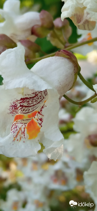 ☺️ gyönyörűen virágzik a "szivarfa"