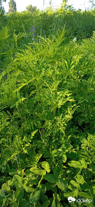 Parlagfű - van amelyik már térdig ér, de szerencsére nyírják, kaszálják a területet