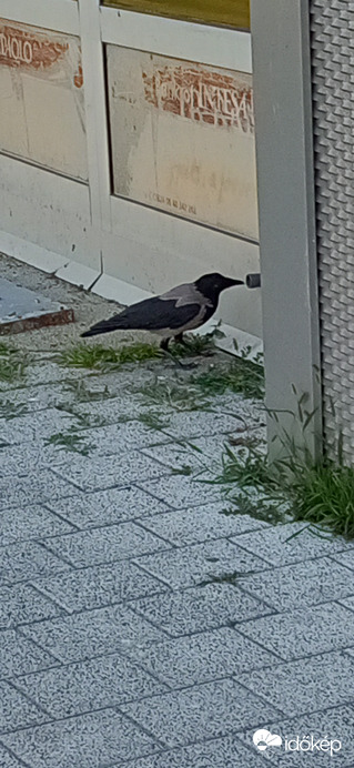 Varjú koma talált benne valami kenyérdarabot, én annak láttam :)