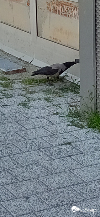 Varjú koma talált benne valami kenyérdarabot, én annak láttam :)