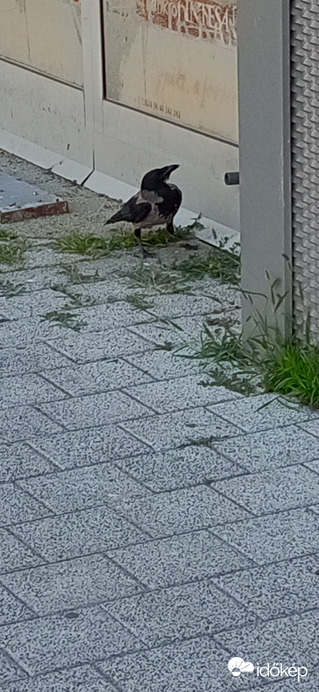 Varjú koma észrevette, hogy fotózom :)