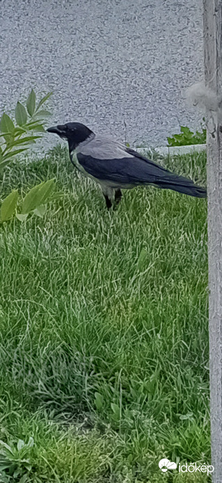 Átrepült a járda másik oldalára, a fűbe :)