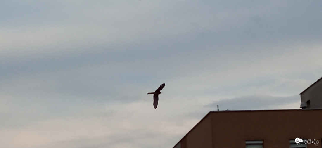 Karvaly vagy vércse vadászik a vacsoráért