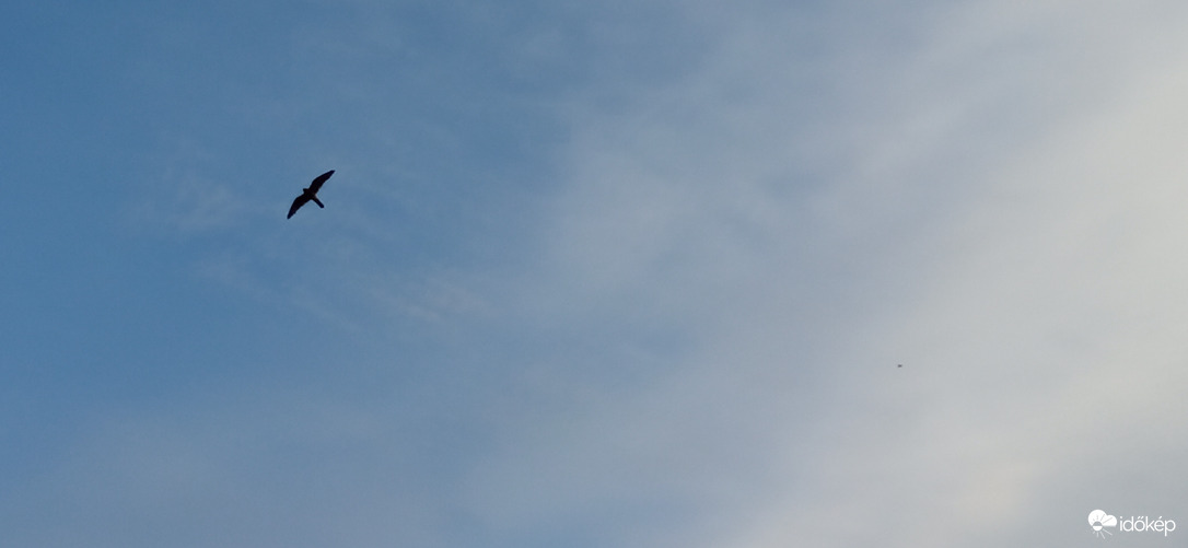 Karvaly vagy vércse vadászik a vacsoráért