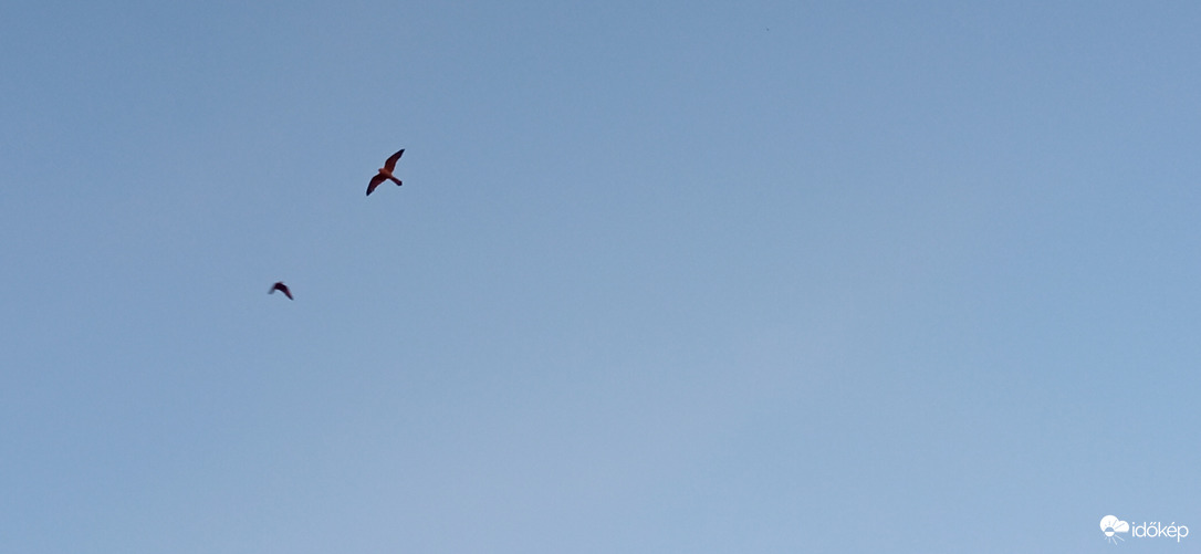 Talán egy vércse indul vadászatra :)