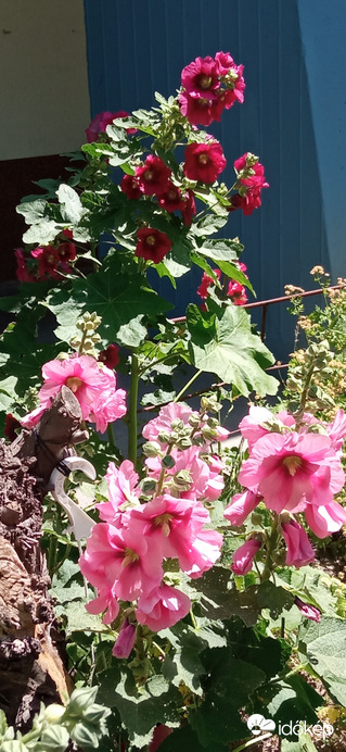 A gyönyörű mályva ☺️