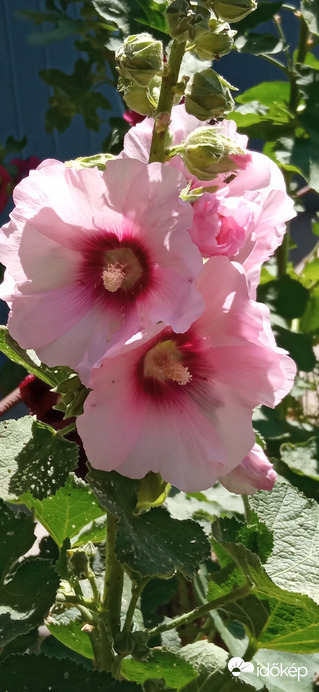 A gyönyörű mályva ☺️