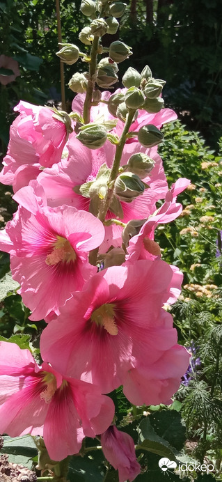 A gyönyörű mályva ☺️