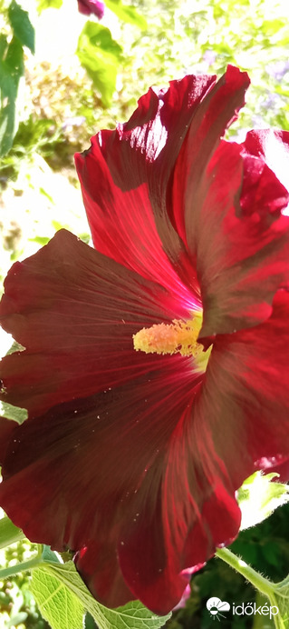 A gyönyörű mályva ☺️