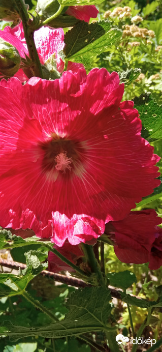 A gyönyörű mályva ☺️