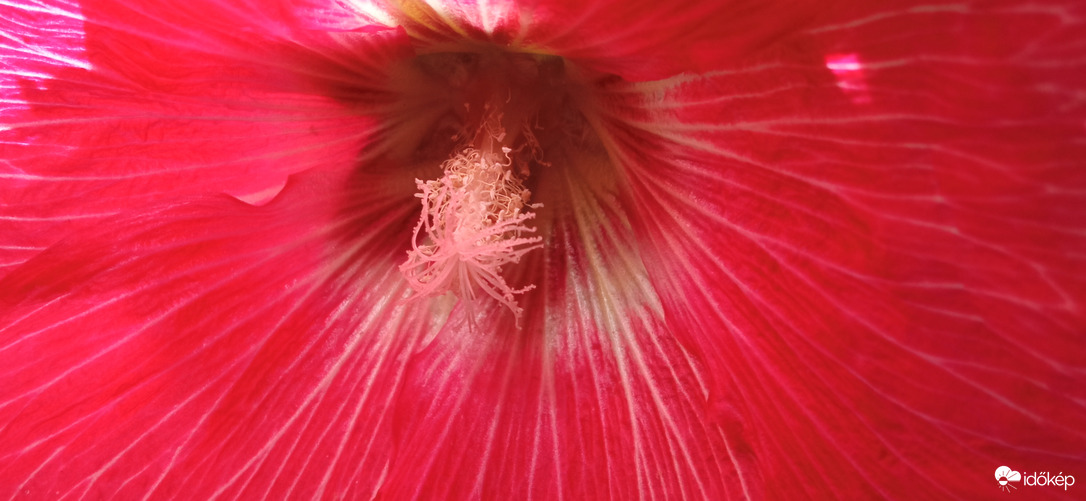 A gyönyörű mályva ☺️