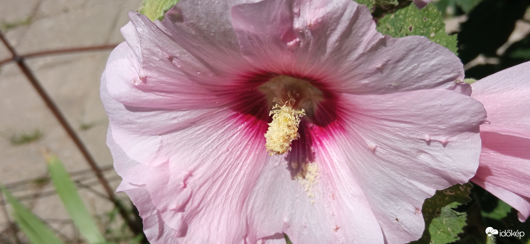 A gyönyörű mályva ☺️