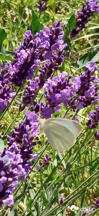 Levendulán ☺️